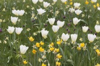 Tulipa 'Sylvestris', T. Purissima, Narcissus 'WP Milner et Fritillaria meleagris poussant dans l'herbe 