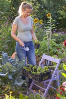 La femme se prépare à planter des plants de radicchio. 