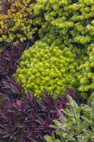 Abies koreana 'Brillant' avec Euphorbia characias 'Violet et Or' 