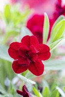 Calibrachoa 'Can Can Double Rouge' 