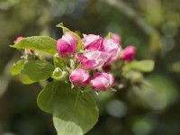 Bourgeons de fleurs de pommier Malus domestica 'Bramley' 