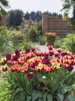 Tulipa - tulipes mélangées dans des pots en terre cuite dans un jardin méditerranéen à East Ruston Old Vicarage Gardens, Norfolk 