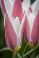 Tulipa 'Bâton de menthe poivrée' 