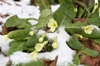 Primula vulgaris poussant dans la neige 