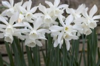 Narcisse 'Voilier' aux coupes mûrissant du citron pâle au blanc 