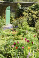Tulipes dans le jardin clos de l'abbaye de Hartland en avril 