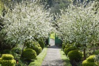 Fleur de pommier dans le jardin clos de l'abbaye de Hartland en avril 