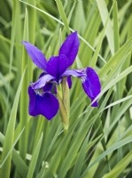 Iris sibirica 'Empereur' 