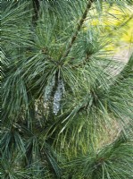 Pinus x schwerinii 'Wiethorst' - cônes gris argenté vieillissant jusqu'au brun 