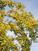 Malus x zumi 'Golden Hornet' - Pomme sauvage - baies de fruits jaunes en automne 