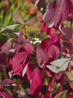 Cornus alba Baton Rouge 'Minbat' - Cornouiller - feuilles et tiges rouges en automne 