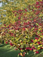 Crataegus persimilis 'Prunifolia' - Baies rouges en automne - Aubépine, Épine à larges feuilles 