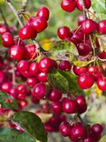 Malus x Robusta 'Red Sentinel' - Pomme sauvage - Fruits rouges en automne 