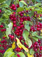 Malus 'Striped Beauty' - Pomme sauvage - fruits rouges en automne 