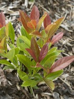 Viburnum odoratissimum Coppertop, printemps mai 