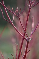 Tiges rouges du Cornus alba 'Sibirica' en janvier 