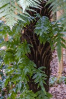 Microsorum scolopendria, fougère monarque 