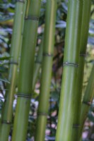 Phyllostachys vivax, le bambou chinois 