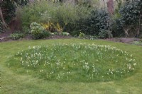 Tulipa 'Turkestanica', Narcissus bulbocodium 'Arctic Bells' et Fritillaria meleagris poussant en cercle dans l'herbe 