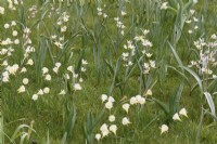 Tulipa turkestanica et Narcissus Arctic Bells et poussant dans l'herbe 