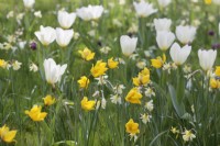 Tulipa 'Sylvestris', T. Purissima et Narcissus 'WP Milner' poussant dans l'herbe 