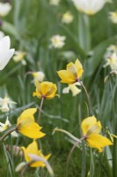 Tulipa 'Sylvestris' poussant dans l'herbe 