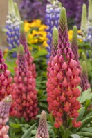 Lupinus West Country 'Inferno imposant' 