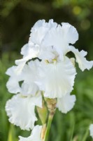 Iris 'Madeira Belle' - en été 