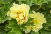 Paeonia 'Yellow Waterlily' - Pivoines intersectionnelles Itoh - Printemps 