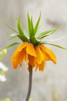 Fritillaria Imperialis 'Sunset' Couronne impériale 
