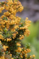 Berberis x stenophylla 'Corallina Compacta' - Épine-vinette dorée 