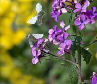 Papillon blanc veiné vert - Pieris napi Avril Printemps se nourrissant de Lunaria annua Honnêteté 