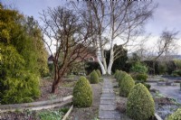 Un chemin de dalles et de gravier encadré par des cônes de Buxus sempervirens 'Elegantissima' mène vers un Betula mandshurica à tige blanche dans le jardin d'Ivy Croft en janvier 