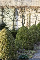 Rangée de boîtes panachées taillées, Buxus sempervirens 'Elegantissima' en janvier à Ivy Croft 