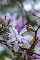 Magnolia 'Léonard Messel' 