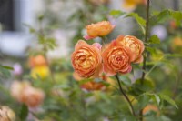 Rosa 'Lady of Shalott' Rosier arbustif anglais - David Austin Roses 