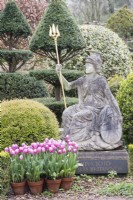 Statue de Britannia avec inscription latine et pots en terre cuite avec tulipes. Topiaire d'If derrière. Avril. Printemps. 