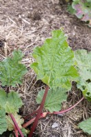 Rhubarbe Rheum x hybridum 'Seedling le Grice' 