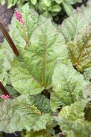 Rhubarbe Rheum x hybridum 'As de coeur' 