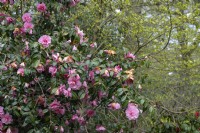 Camellia x williamsii 'Don' 