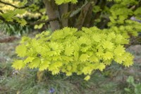 Acer shirasawanum 'Aureum' Érable du Japon 