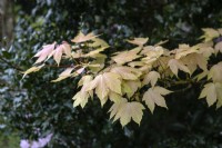 Acer pseudoplatanus 'Brilliantissimum' Érable du Japon 
