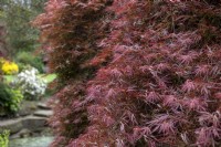 Acer palmatum var dissectum 'Artropurpureum' Érable du Japon 
