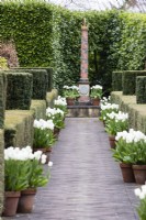 Avenue menant à la colonne couronnée Elizabeth I et II, bordée de pots en terre cuite plantés de Tulipa 'Vierge Reine' et contenue par des haies d'ifs taillés. Avril. Printemps. 