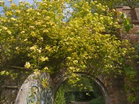 Rosa banksiae 'Lutea' escaladant un mur de jardin 
