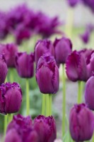 Tulipa 'Curly Sue' - Tulipe frangée 