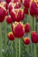 Tulipa 'Davenport' - Tulipe frangée 