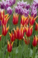 Tulipa 'Aladdin' - Tulipe à fleurs de lys 