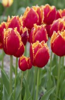 Tulipa 'Fabio' - Tulipe frangée 