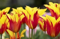 Tulipa 'Fire Wings' - Tulipe à Fleurs de Lys 